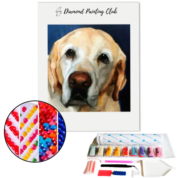 Diamond Painting Senior Labrador | Diamond-painting-club.us