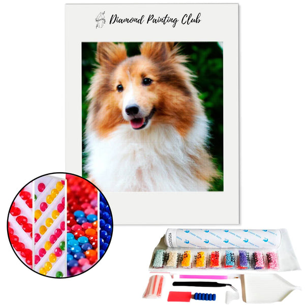 Diamond Painting Shetland Shepherd | Diamond-painting-club.us