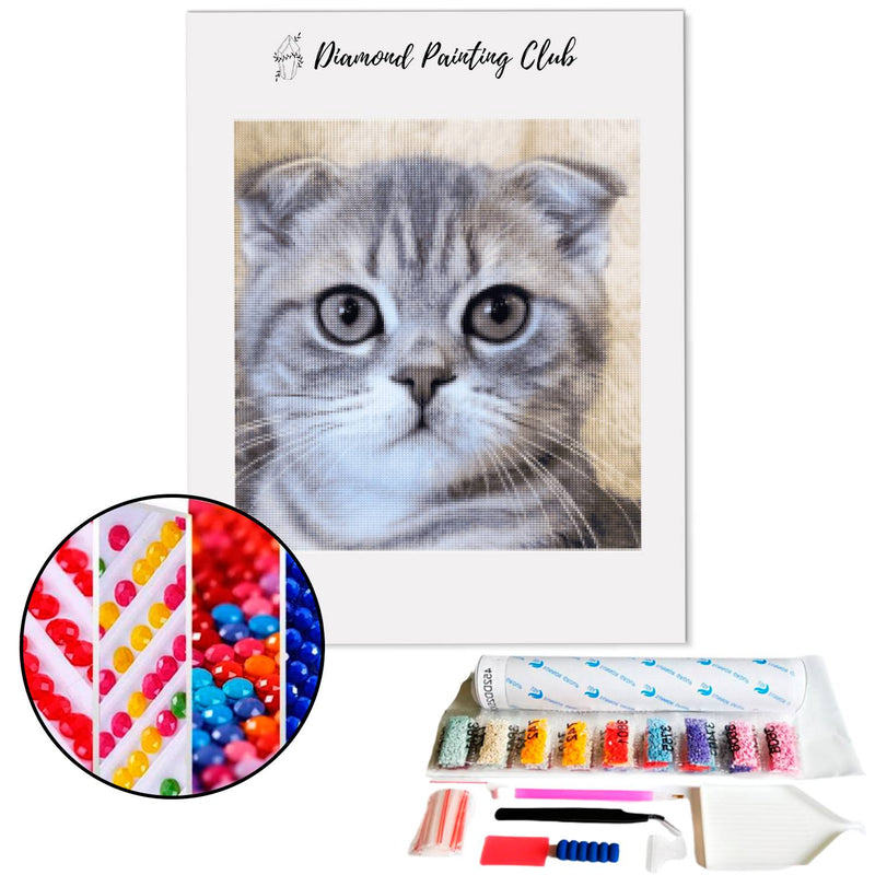 Diamond painting Munchkin Dwarf Cat | Diamond-painting-club.us