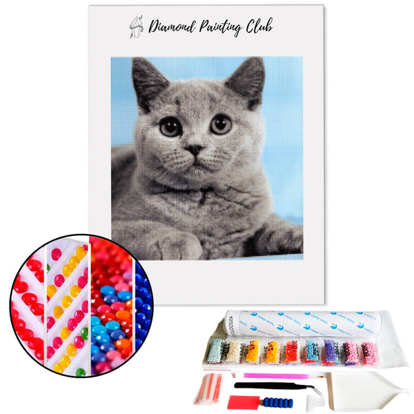 Diamond painting Chartreux | Diamond-painting-club.us