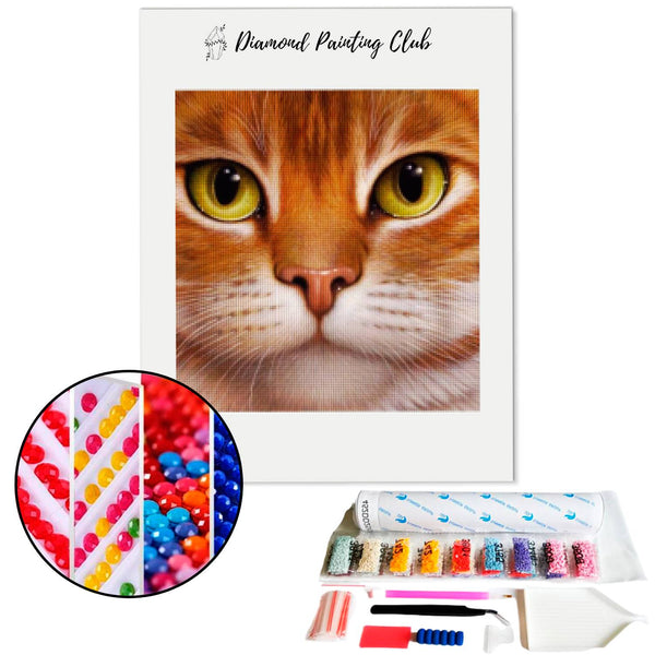 Diamond Painting Cat Face | Diamond-painting-club.us