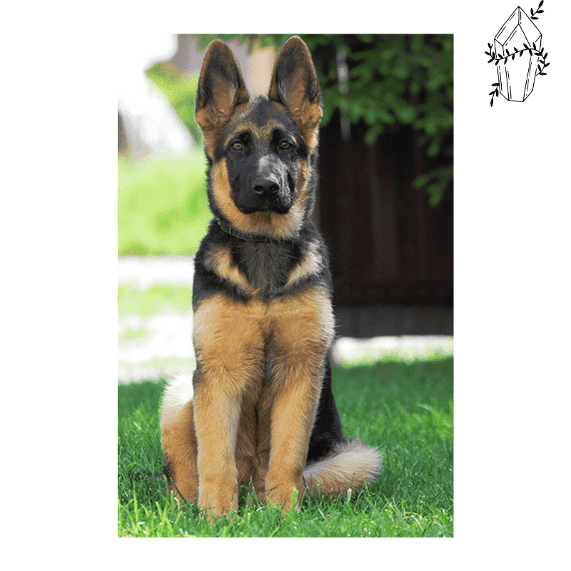 Diamond painting German Shepherd | Diamond-painting-club.us