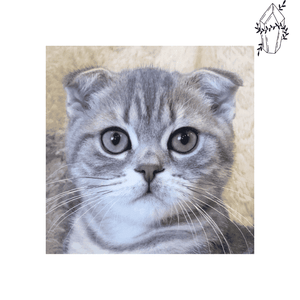 Diamond painting Munchkin Dwarf Cat | Diamond-painting-club.us