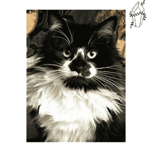 Diamond painting Long-haired Cat. | Diamond-painting-club.us