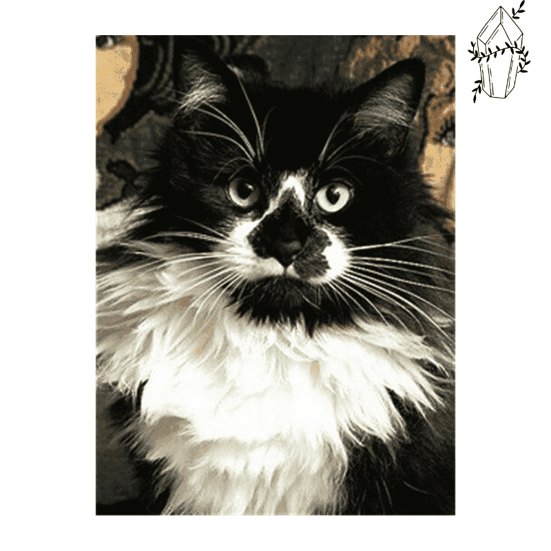 Diamond painting Long-haired Cat. | Diamond-painting-club.us