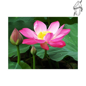 Diamond Painting Lotus Flower | Diamond-painting-club.us