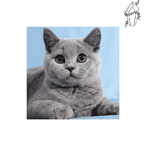 Diamond painting Chartreux | Diamond-painting-club.us