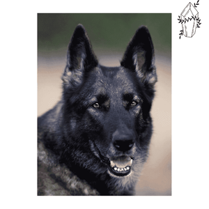 Diamond painting Belgian Shepherd | Diamond-painting-club.us