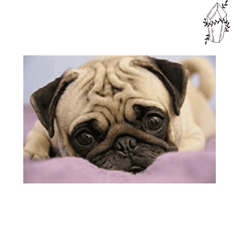 Diamond Painting Cute Pug | Diamond-painting-club.us