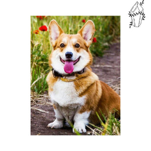 Diamond Painting Corgi | Diamond-painting-club.us