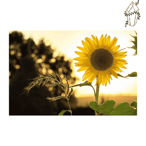 Diamond Painting Sunflower Sunset | Diamond-painting-club.us