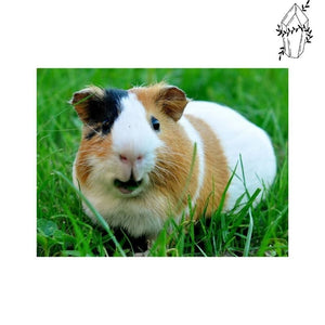 Diamond Painting Guinea Pig | Diamond-painting-club.us