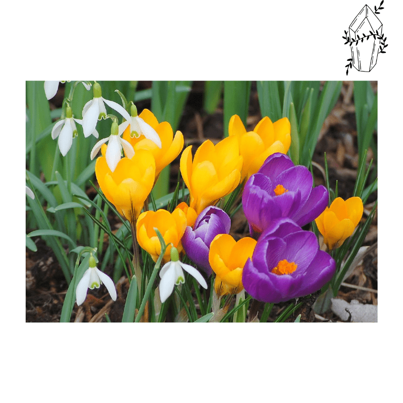 Diamond painting Yellow and Purple Crocus. | Diamond-painting-club.us