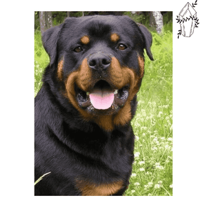 Diamond painting Rottweiler | Diamond-painting-club.us