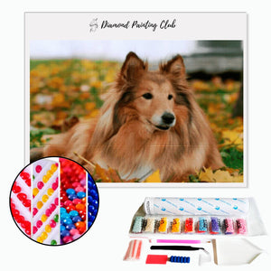 Diamond Painting Colley in the Grass | Diamond-painting-club.us