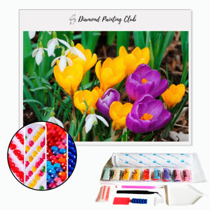 Diamond painting Yellow and Purple Crocus. | Diamond-painting-club.us