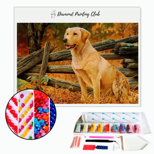 Diamond Painting Labrador & Autumn | Diamond-painting-club.us