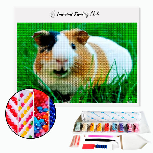 Diamond Painting Guinea Pig | Diamond-painting-club.us