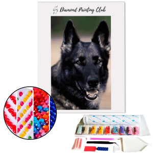 Diamond painting Belgian Shepherd | Diamond-painting-club.us