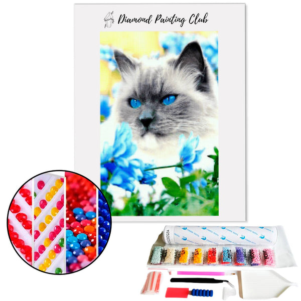 Diamond painting Gray Cat | Diamond-painting-club.us