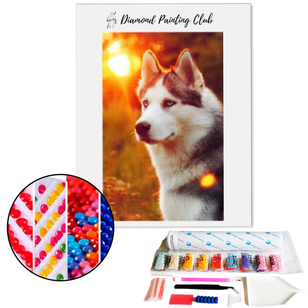 Diamond Painting Sunset Husky | Diamond-painting-club.us