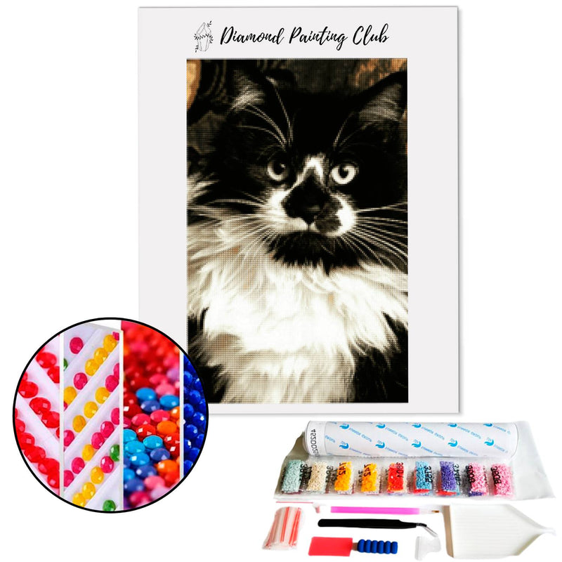 Diamond painting Long-haired Cat. | Diamond-painting-club.us