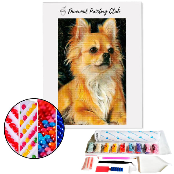 Diamond painting Long-haired Chihuahua | Diamond-painting-club.us