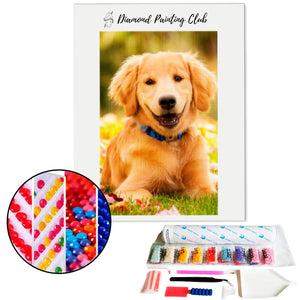 Diamond Painting Labrador Puppy | Diamond-painting-club.us